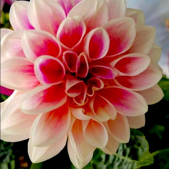 Meet your Posher, Sherri - Picture 1 of 2